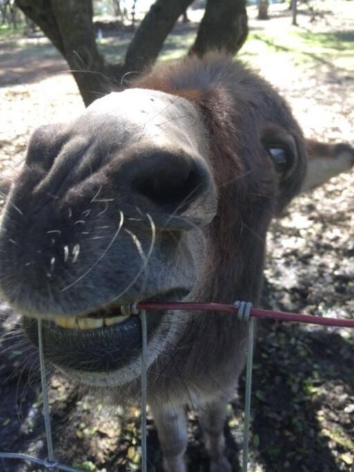 הוילה מריפוסה Wonky Donkey Den 30 Mi To Yosemite Arch Entrance מראה חיצוני תמונה